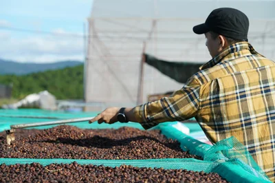 Person managing coffee drying in Đà Lạt, showcasing natural processing outdoors.