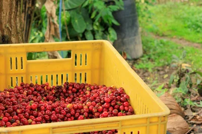 Ripe coffee cherries in a yellow crate outdoors at a Colombian farm.